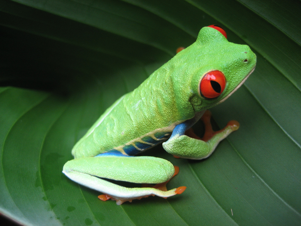 Costa Rican Frog